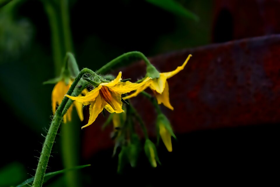 Tomato flower yellow close up