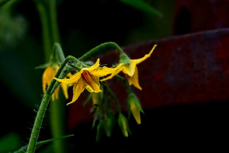 Tomato flower yellow close up