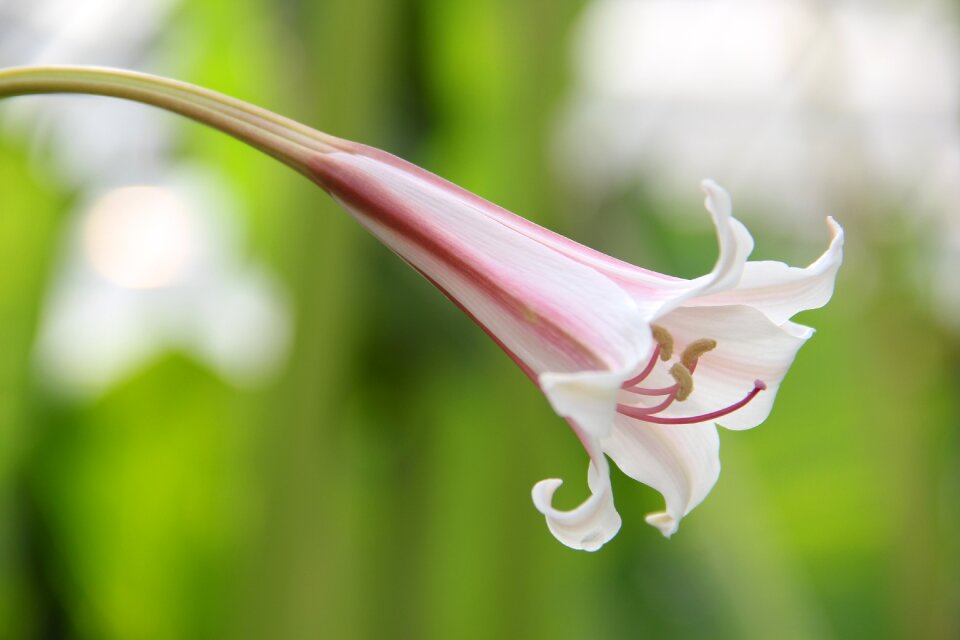 Close up bloom beauty