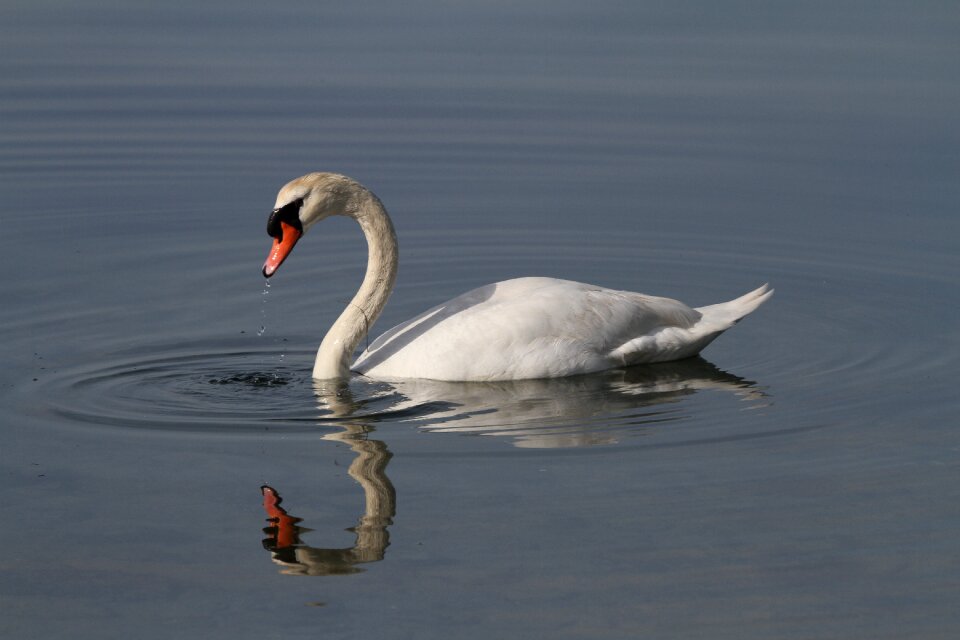 Swan pond reflection