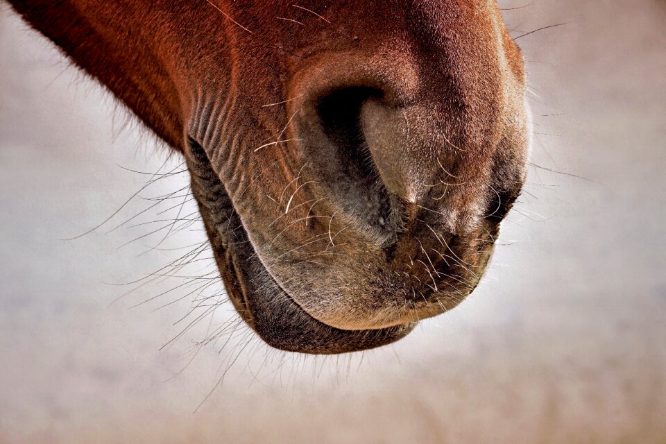 Horse stable horse head brown