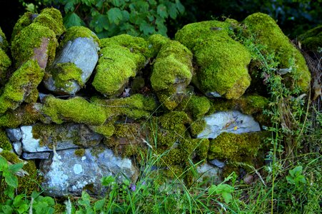 Field wall field stones fouling photo