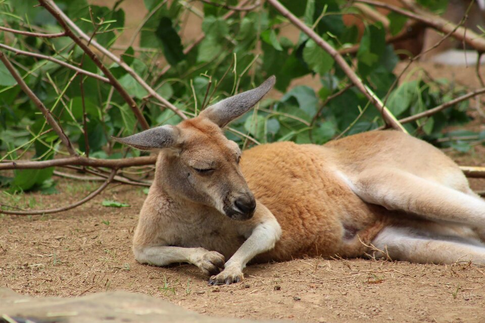 Marsupial brown nature