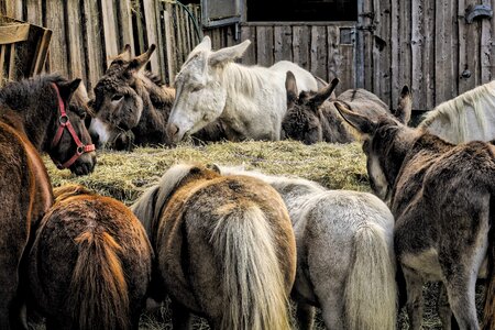 Mule pony horse