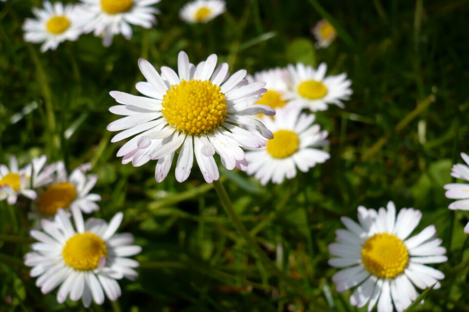 Daisy close up spring