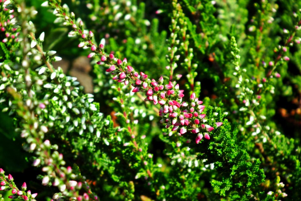 Nature pink flower