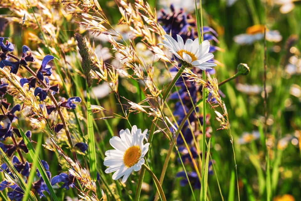 Nature flower meadow backlighting