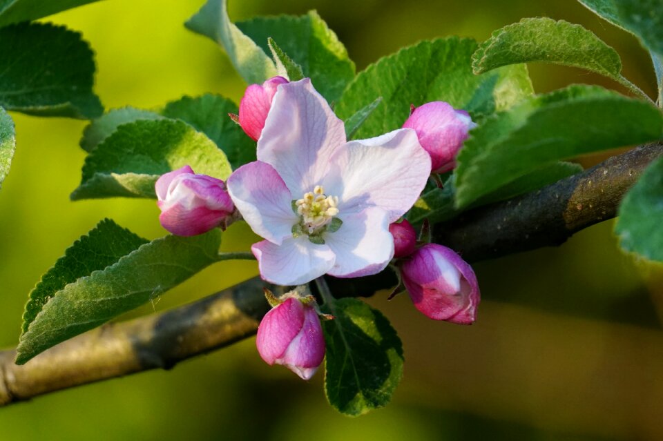 Nature plant tree