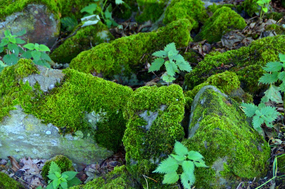 Haunting stones field stones