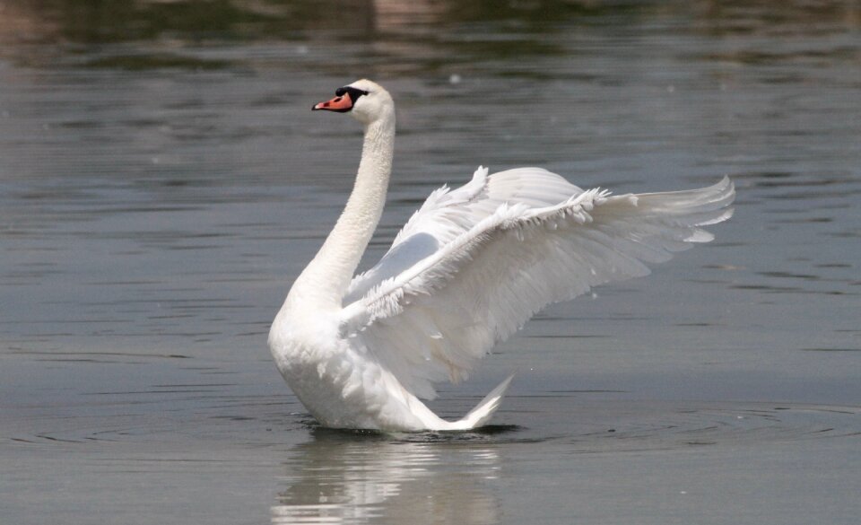 Swan wings water