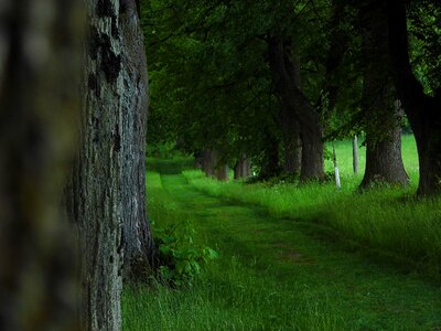 Lime nature tree