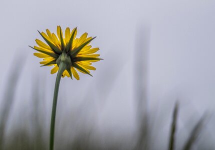 Lonely flower cloudy sky cloudy