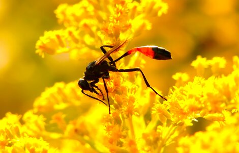 Antennae abdomen flower