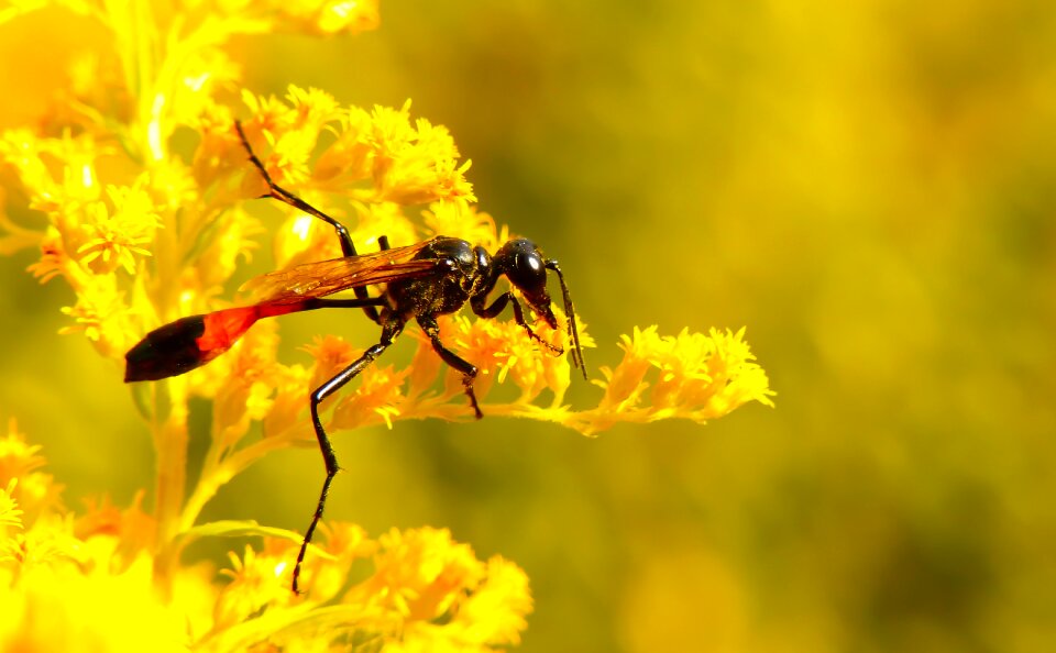 Antennae abdomen flower