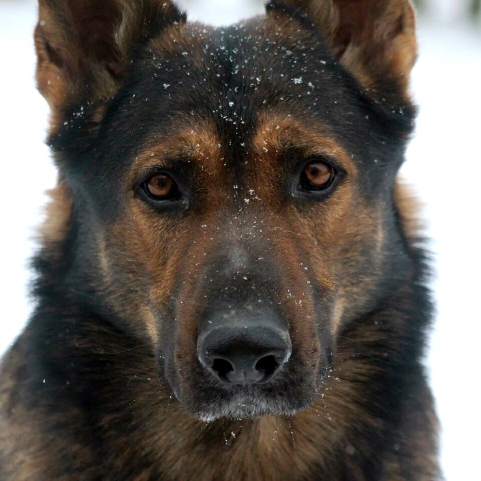 Shepherd pet animal