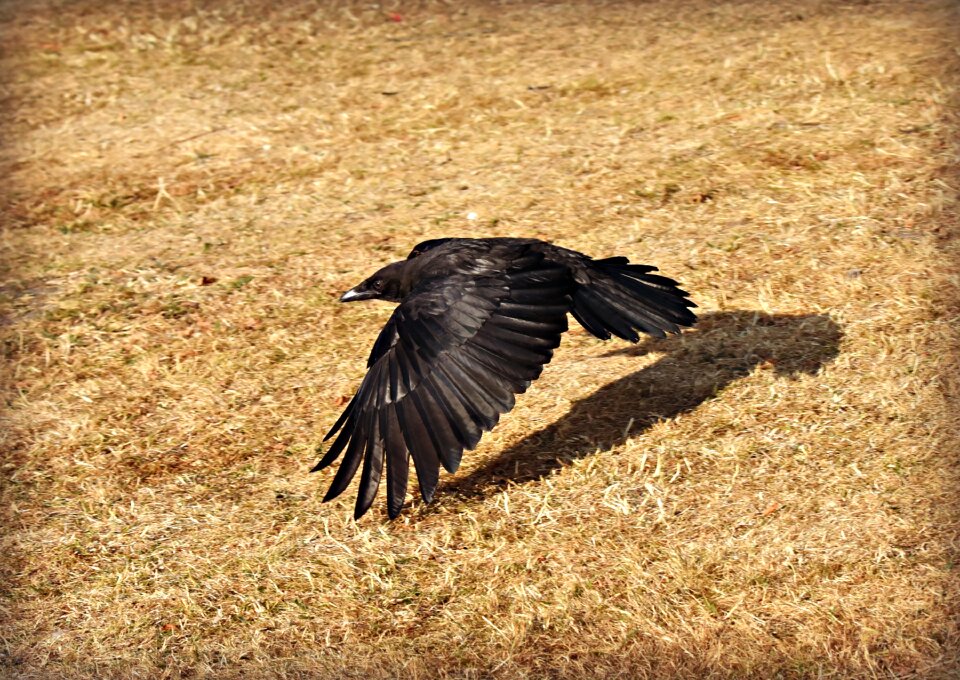 Flight wing feathers