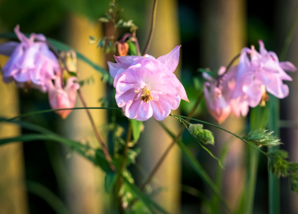 Green summer pink photo