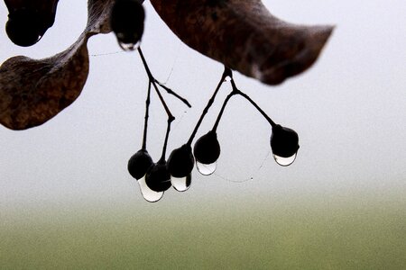 Seeds spinnfaden drop of water