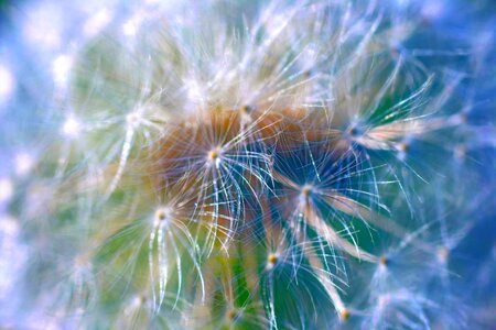 Nature close up plant photo