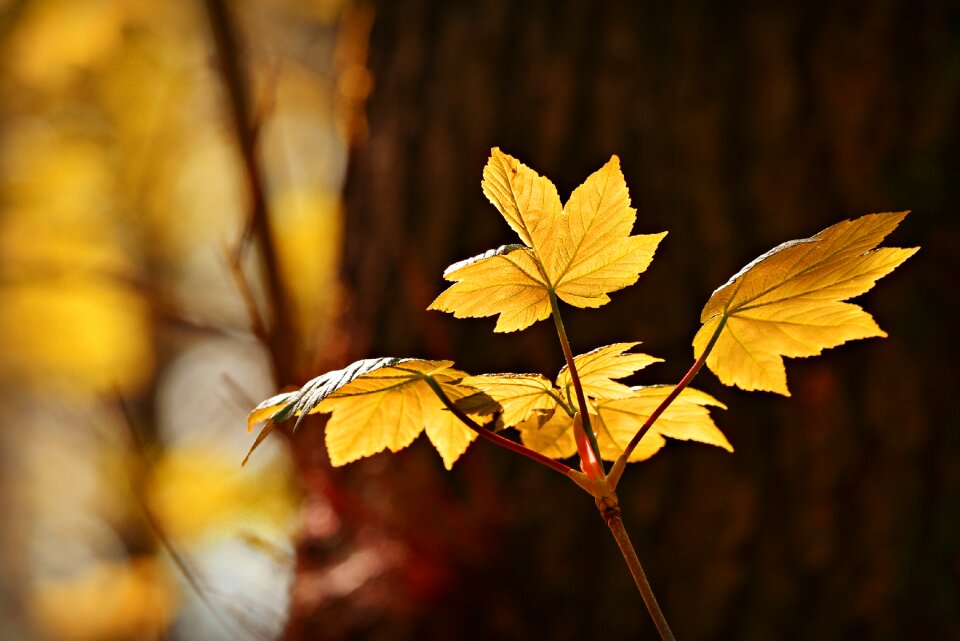 Foliage twig tree photo