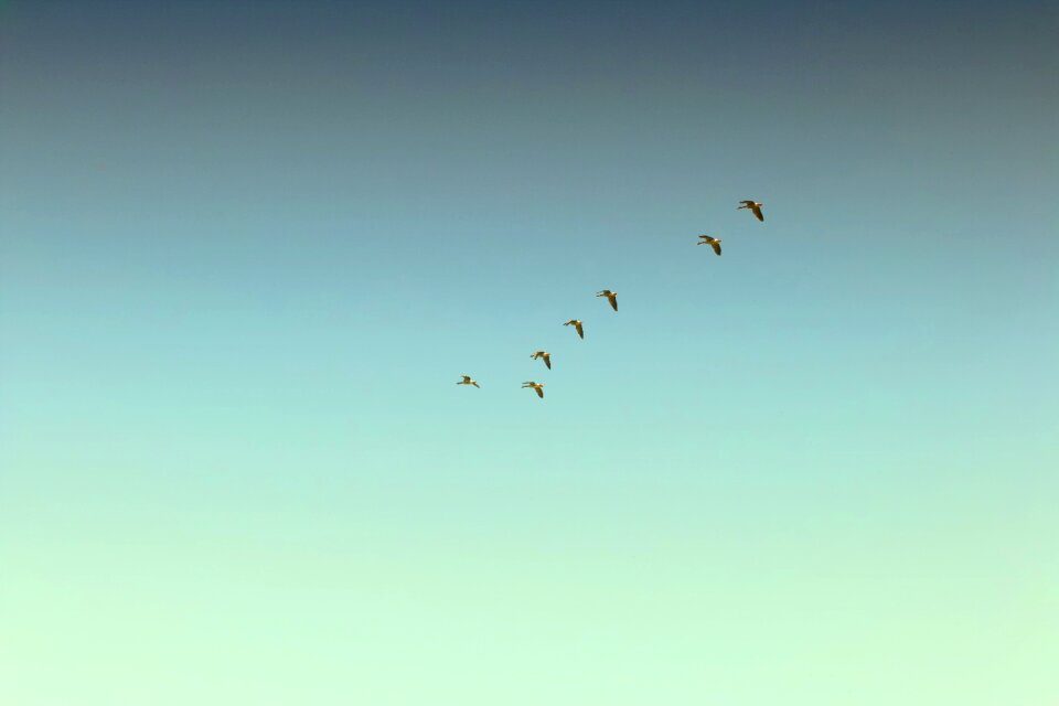 Nature birds flying