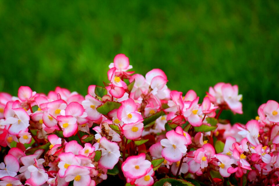 Pink tiny flowers summer