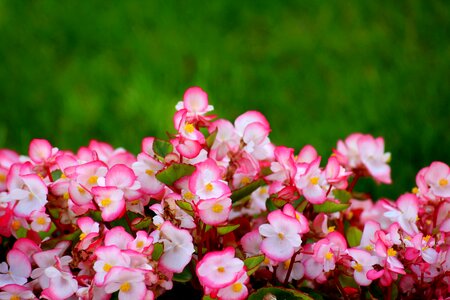 Pink tiny flowers summer photo