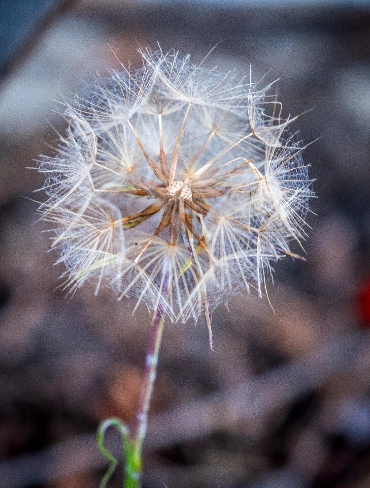 Spring flowers seeds photo