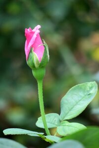 Garden leaf rose photo