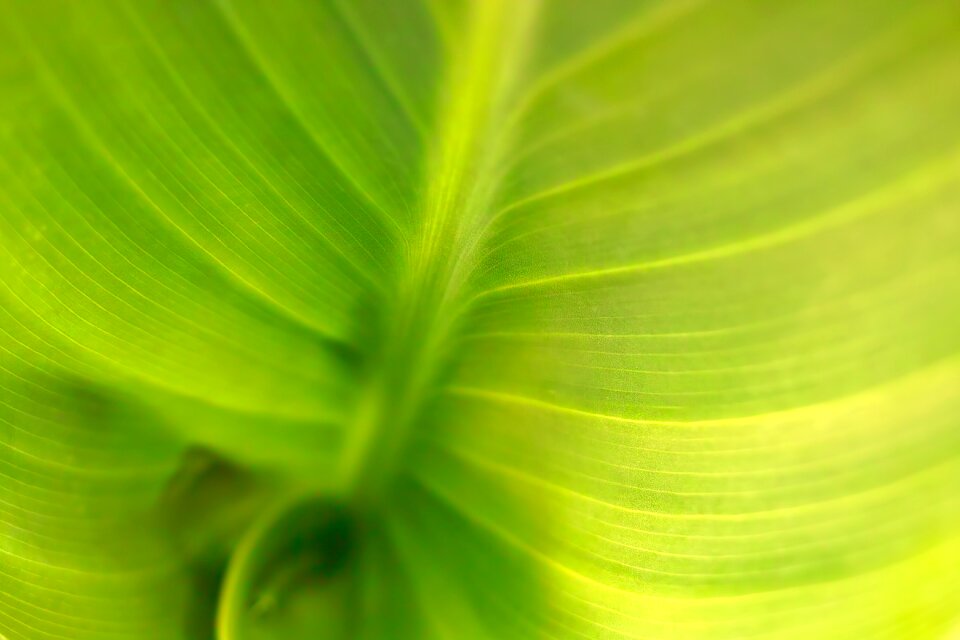 Macro background texture