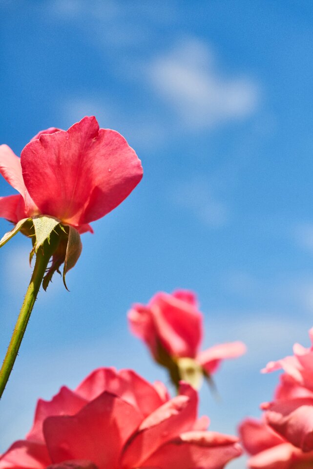 Romantic romance nature