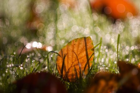 Dew nature autumn photo