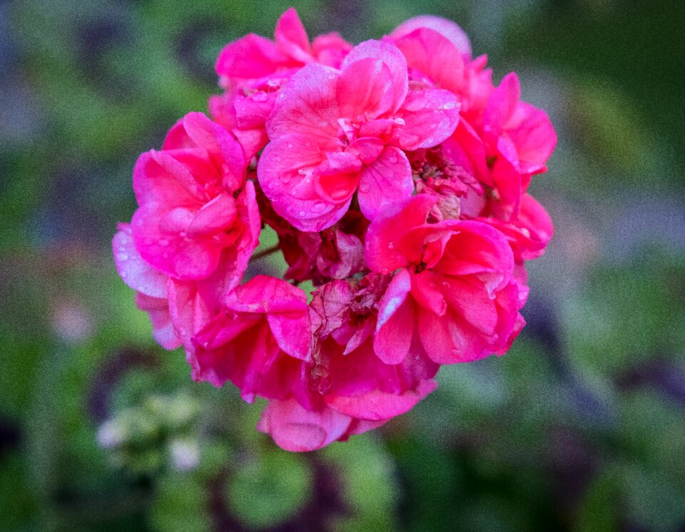 Green summer pink