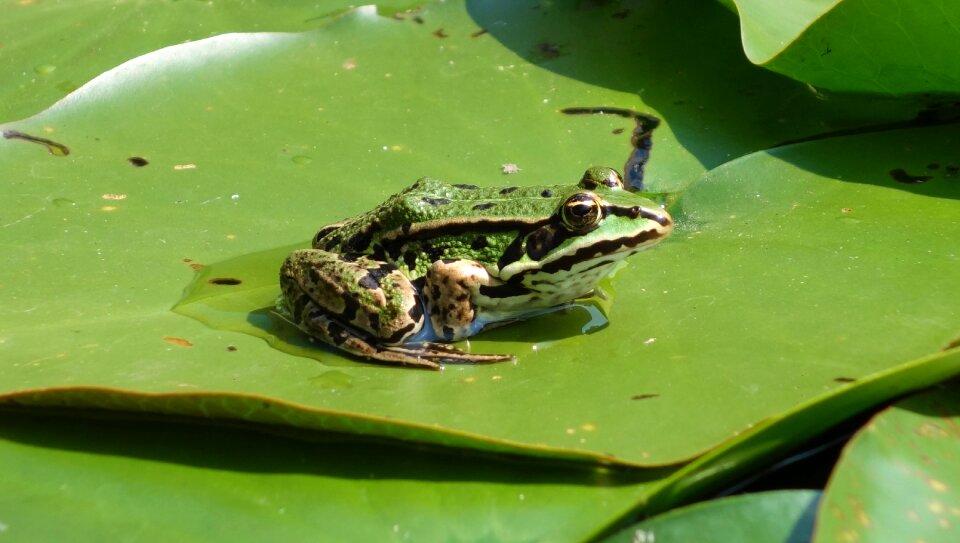 Amphibian water nature photo