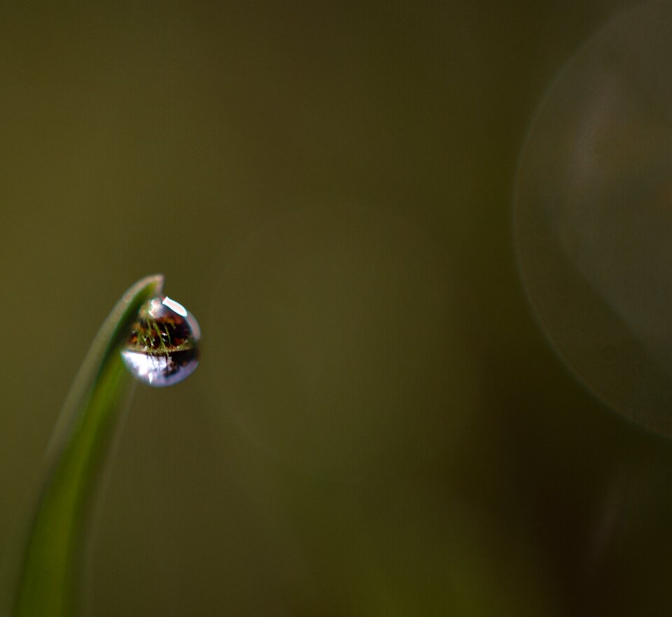 Grass blade of grass green