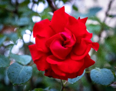 Romantic love plant