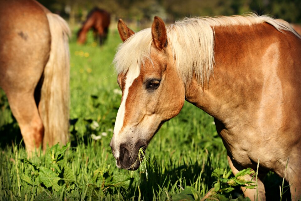 Equine haflinger head