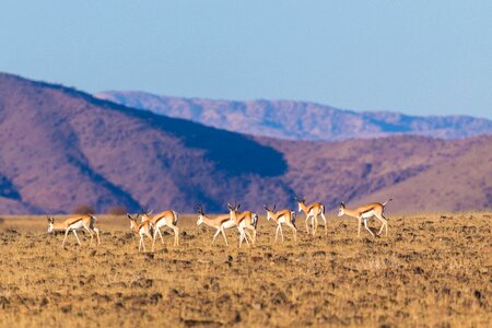 Desert namibia mountains photo