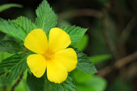 Leaf summer flower