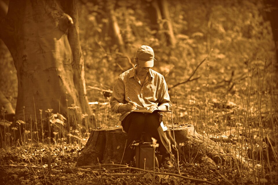 Drawing sitting tree stump