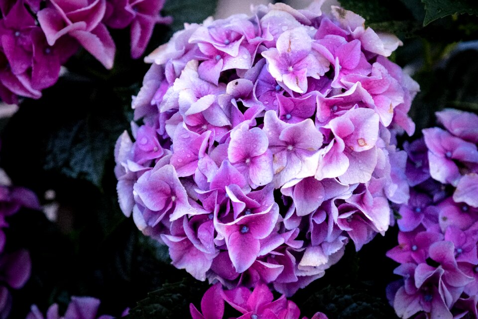 Green summer pink