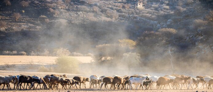Flock desert dust photo