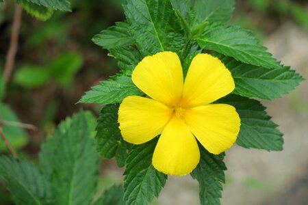 Leaf summer flower