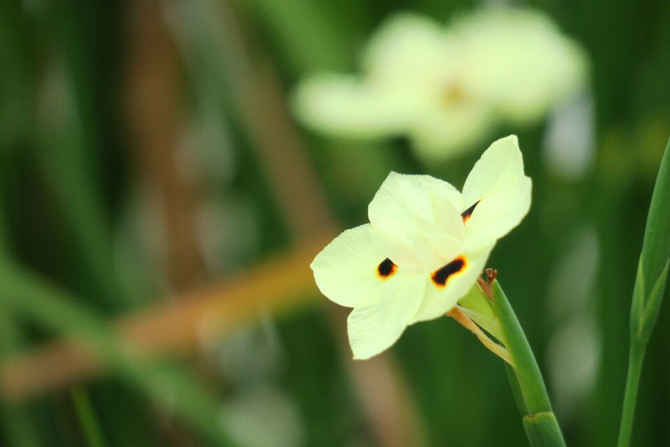 Flower leaf summer