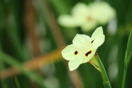 Flower leaf summer