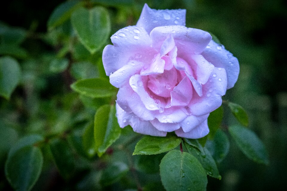 Romantic love plant