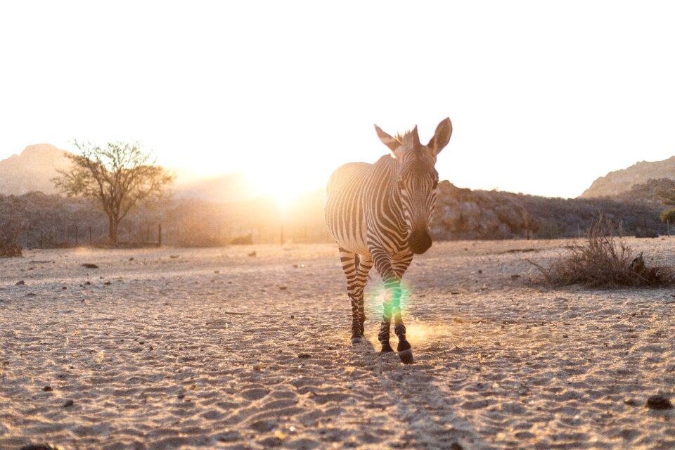 Nature pasture animal