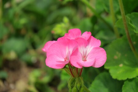 Petal bloom flower's