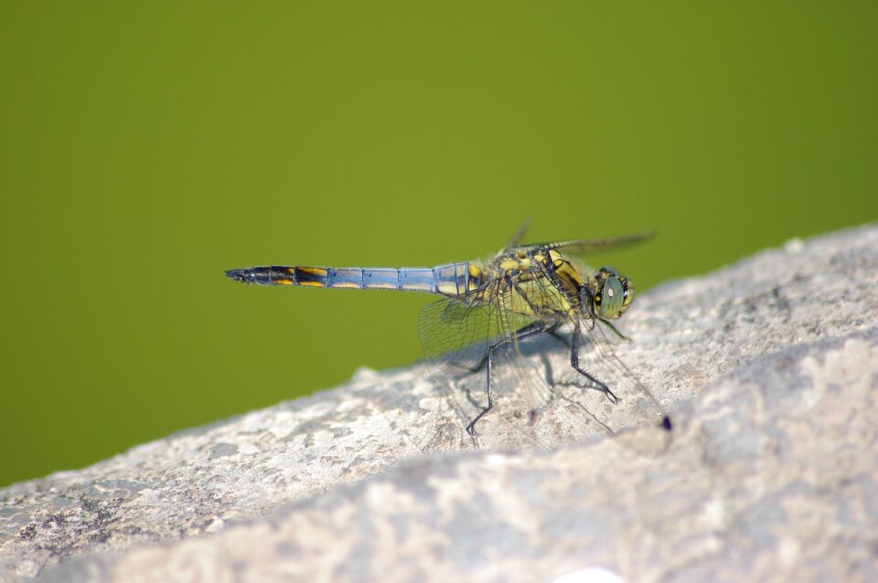 Insect wings eyes