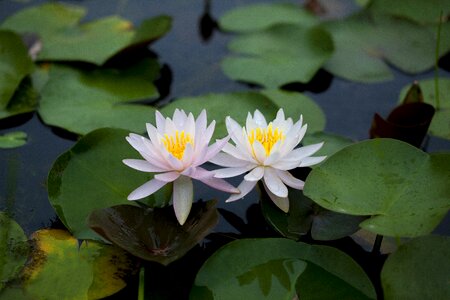 Nature plants garden